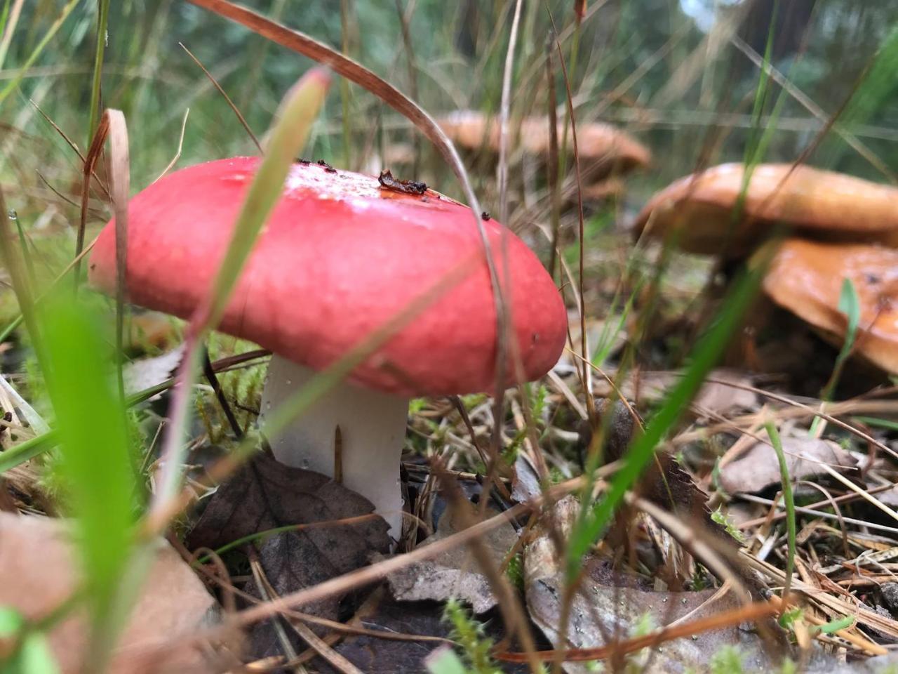 プーマラ Koskenselaen Lomakylaeヴィラ エクステリア 写真